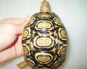 豹纹陆龟多少钱？豹龟价格是多少？