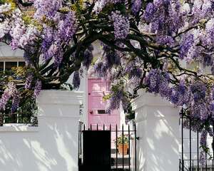 怎么制作紫藤盆景