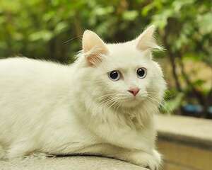 山东狮子猫的详细资料