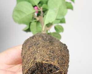 三角梅冬季开花吗，开花后怎样管理