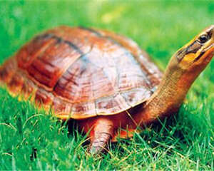 金钱龟的环境要求