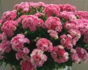 1棵长寿花，冒出124个花箭，开成大锅盖，咋养的?