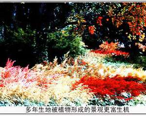 多年生地被植物成荷兰新宠