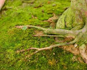 罗汉松盆景制作和造型