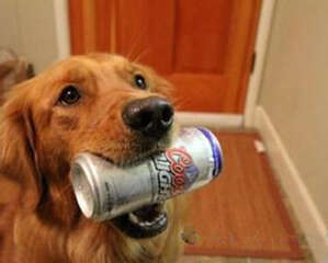 主人不在家时狗狗都在做什么