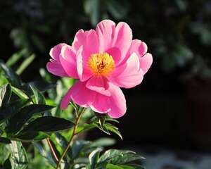 为什么家里不能种芍药