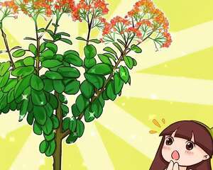 长寿花半年养成“长寿树”，长成1米9大高个，真气派！