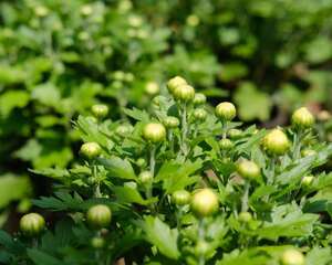菊花和金银花一起泡水有什么效果
