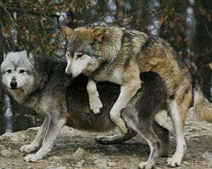 狗狗起源于狼吗？