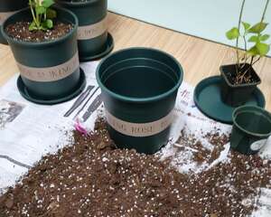 夏天换盆，千万别动这里，换一盆死一盆！