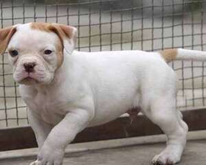 杜高犬性格介绍