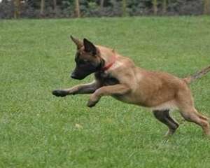 比利时玛利诺犬特征介绍