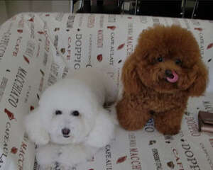 狗狗打喷嚏是否就是感冒了