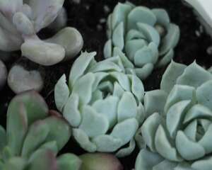 养多肉植物的注意事项