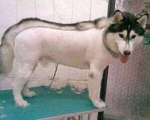 夏天热了把狗毛剃掉对吗？