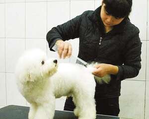 北美工作犬会美容师是如何进行认证的