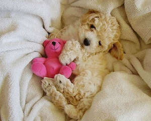 为狗狗选玩具也有大学问