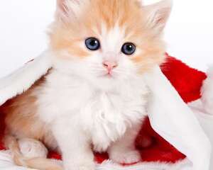 教你如何为猫咪清洗眼睛