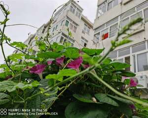 牵牛花为什么会变色