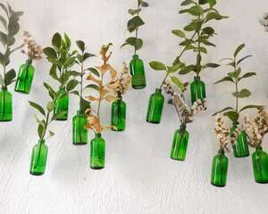 水培四季养护宝典