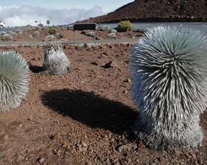 银箭草：唯一在2200度高温火山口生长的奇特植物