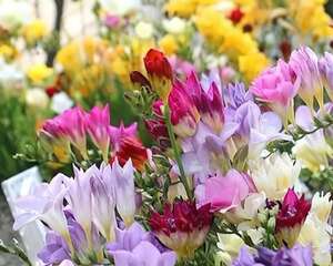 特好养的花，水越少、花越多，一串能开16朵！