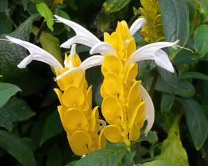 黄虾花(金苞花)的栽种培养管理