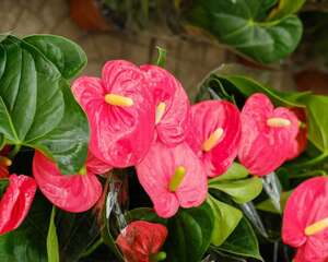 红掌的叶子出油是怎么回事