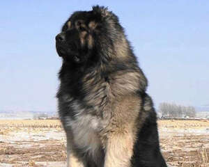 犬中之王——高加索犬