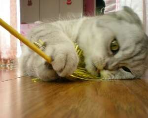 使用逗猫棒的技巧