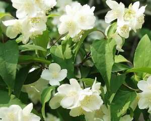 山梅花