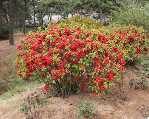 海棠花的花语是什么
