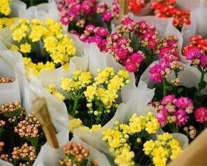 长寿蟹爪兰···花苞长成这样，是危险信号！