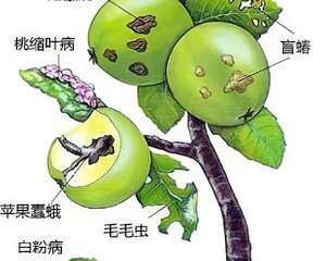 花卉病虫害图谱