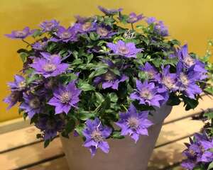 铁线莲修剪方法