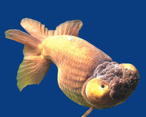 银朝天龙的喂食要点