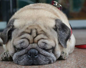 巴哥与沙皮狗的区别