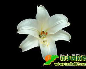 婚礼用花大有讲究 按照花语选花材（图）
