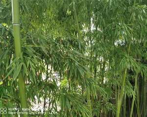 这3种“竹子”最适合在家养，棵棵枝条翠绿，叶子茂密，…