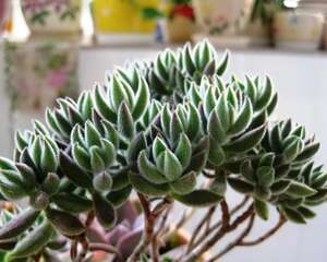 绒针 Crassula mesembrianthoides subsp. hispida