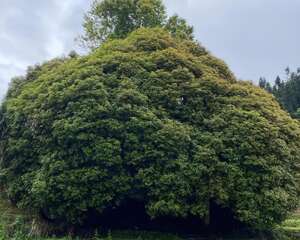 50年的桂花树，7万卖给花贩子，太便宜了？