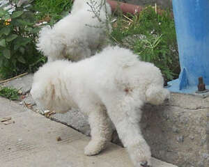 狗狗外出时标记要注意什么