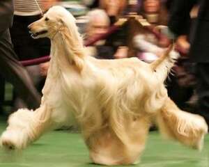 阿富汗猎犬