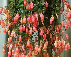 这种长寿花，一定要吊起来养，开花像瀑布！​