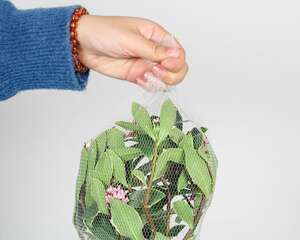 瑞香花叶子发黄怎么办