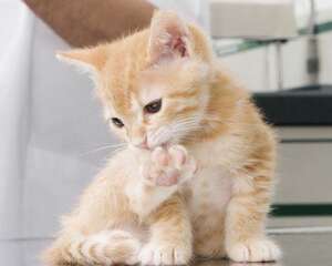 猫咪得了毛球性胃炎该怎么办