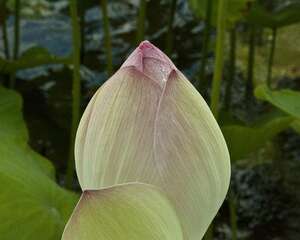 荷花种子怎么发芽