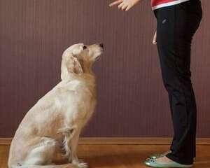 怎么教狗狗坐下的本领？