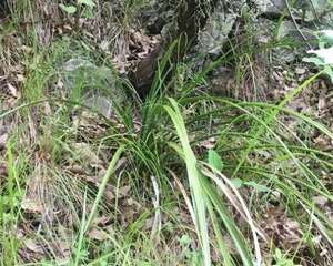 山上野花别乱挖，挖了它，可能会坐牢！