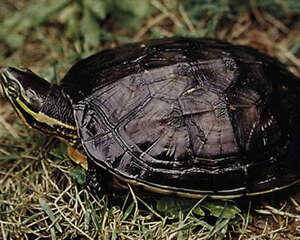 安南龟几种疾病的防治